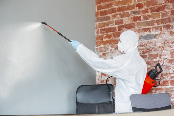 Best Emergency Mold Remediation  in Mount Vernon, KY