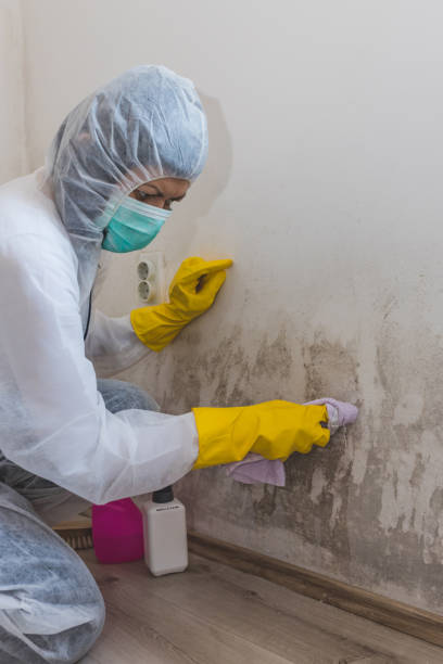 Best Environmental Consulting for Mold Prevention  in Mount Vernon, KY