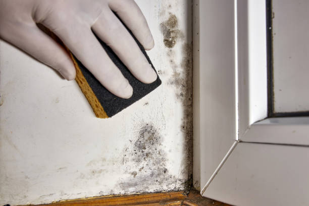 Best Mold Removal for HVAC Installations  in Mount Vernon, KY